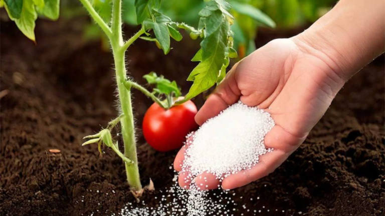 8 beste meststoffen voor je tomaten, zodat ze beter groeien dan ooit