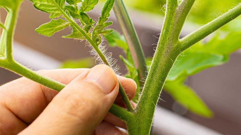 Stop met het verwijderen van dieven van tomatenplanten – dit zou je in plaats daarvan moeten doen