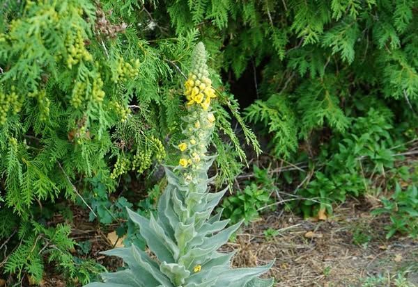 Als je deze plant tegenkomt, heb je een schot in de roos – de meeste mensen lopen er achteloos voorbij zonder enig idee te hebben