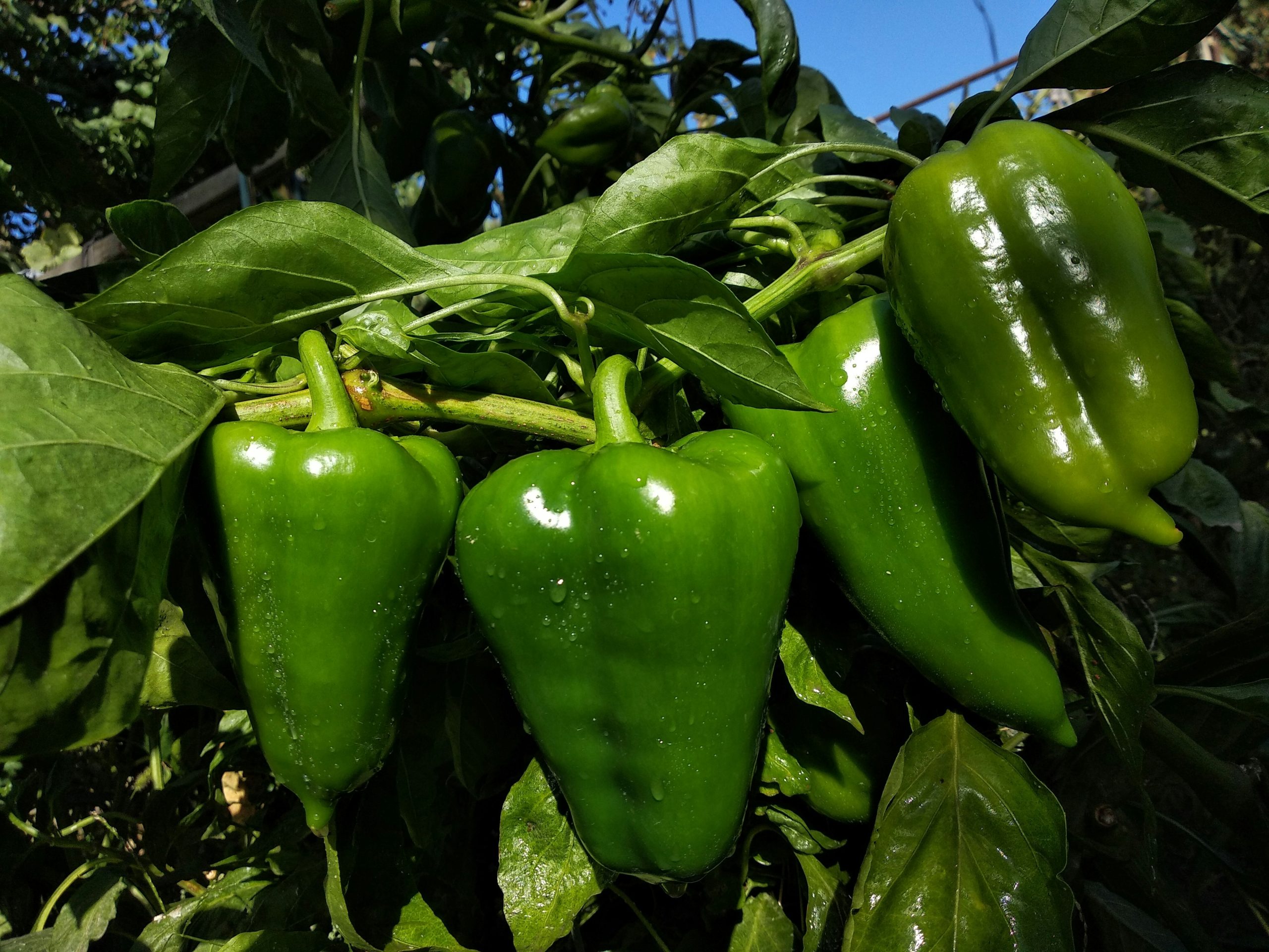 De Krachtigste Meststof Voor Tomaten, Paprika’s En Uien: Tot 200% Meer Opbrengst