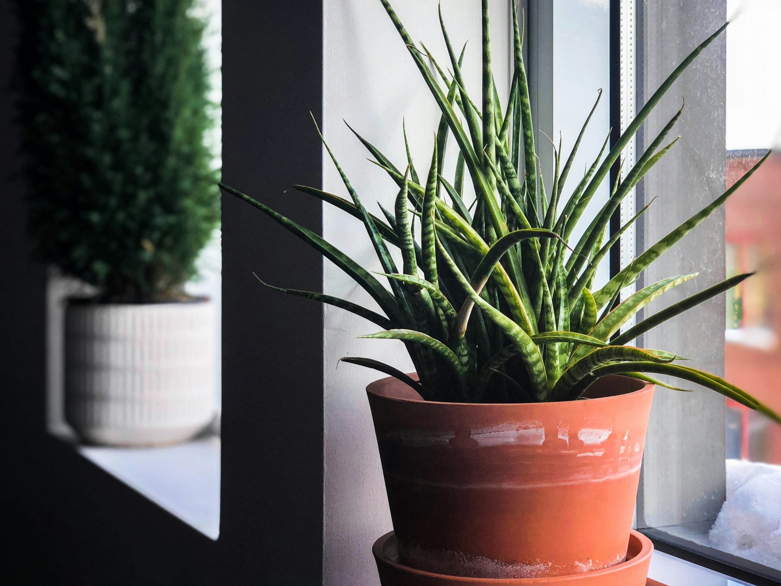 Zet Nooit Schoteltjes Onder Je Plantenpotten – Hier Is Waarom (En Wat Je Beter Kunt Doen)