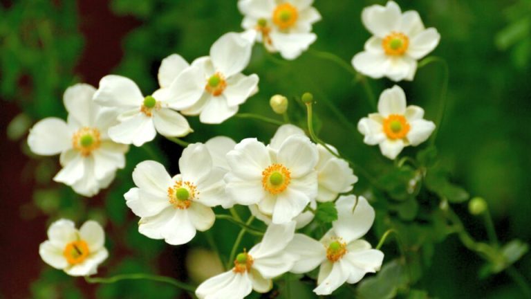 10 Mooie Bloemen Die Halverwege de Zomer Instorten (En 10 Betrouwbare Alternatieven)