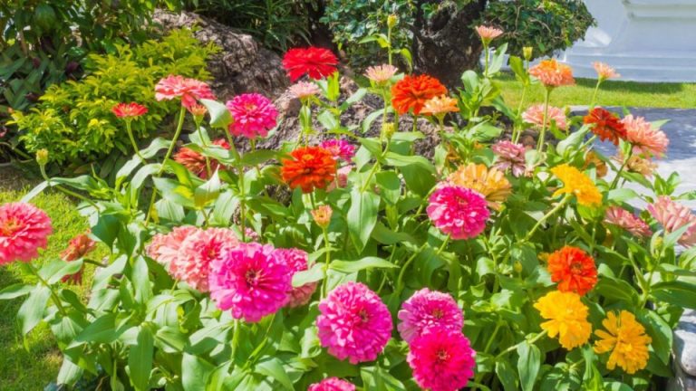10 beste zinnia gezelschapsplanten en een paar soorten om te vermijden