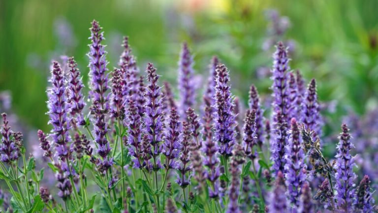 10 planten die op lavendel lijken en snelle verzorgingstips