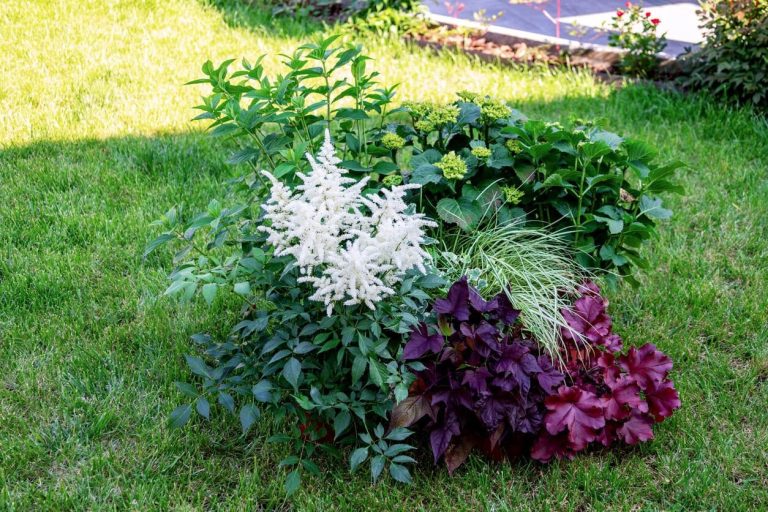 11 betrouwbare vaste planten die gedijen in de schaduw en er prachtig uitzien