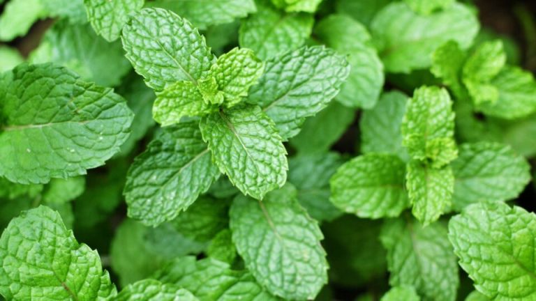 12 invasieve kruiden die zich snel verspreiden en je tuin overnemen (en wat je beter kunt planten)