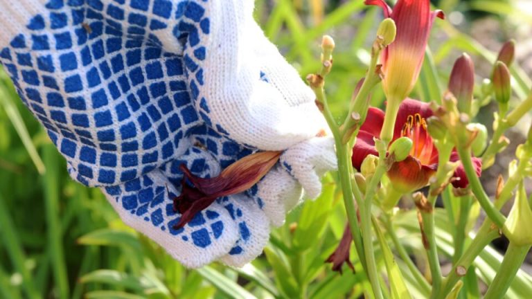 15 Tuinklussen die je in juli nooit mag overslaan (anders zullen je planten het bezuren)