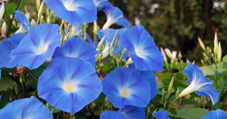 15 kamerplanten die giftig zijn voor huisdieren