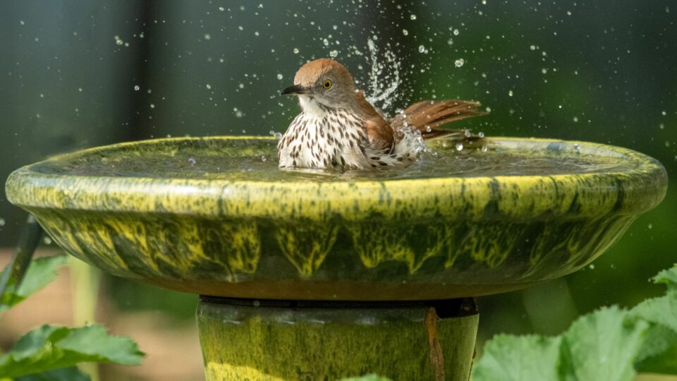 15 misverstanden over vogelbaden die vogels wegjagen (en 5 simpele oplossingen die wel werken)