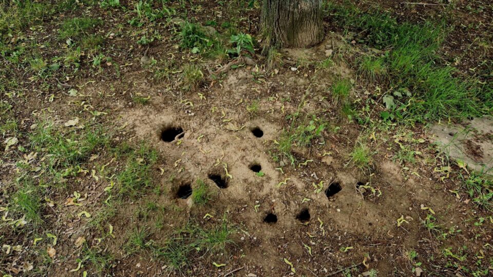 15 signalen dat gaten in je tuin door ratten zijn gemaakt — en hoe je er snel vanaf komt