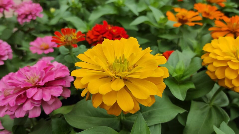 16 Fouten die je halverwege juli met zinnia’s maakt waardoor ze verwelken (en hoe je ze sterk laat doorbloeien)