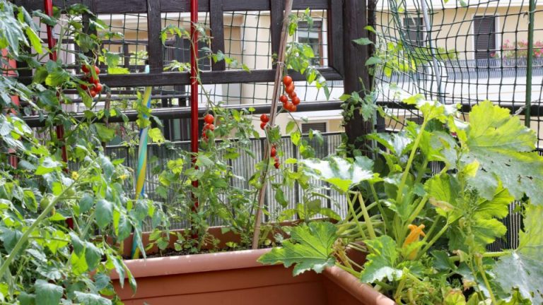 16 redenen om deze zomer tomaten en courgettes samen te planten