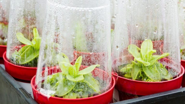 16 slimme manieren om plastic flessen om te toveren tot mini-kassen (en 2 die je beter kunt overslaan)