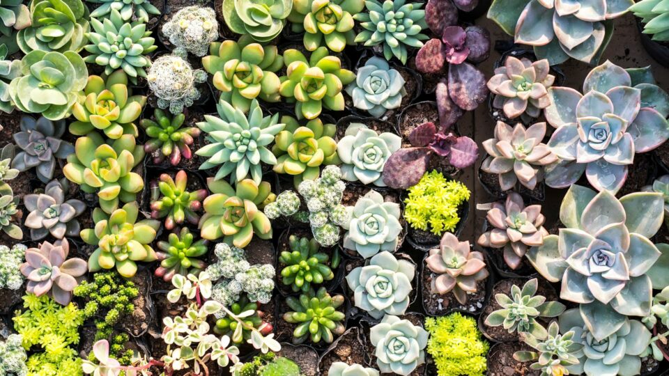 17 Dingen Die Je Vetplanten Nodig Hebben Voordat de Zomerhitte Toeslaat