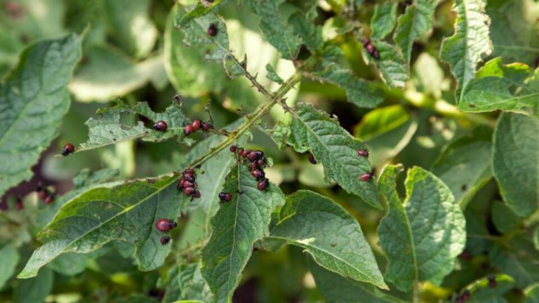 17 Verrassende redenen waarom je plantenbakken ongedierte aantrekken (en hoe je elk probleem oplost)