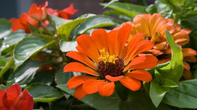 17 kleurrijke zomerbloeiers die non-stop bloemen geven tot de herfst