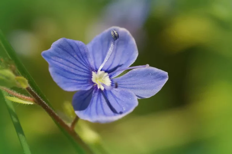 17 onkruiden met blauwe bloemen in het gazon + tips om ze te bestrijden