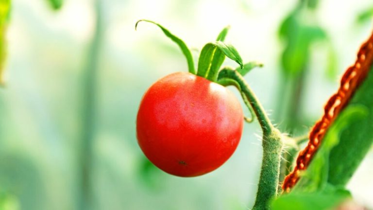 17 ouderwetse amish-trucs voor tomaten (geen chemie, alleen gigantische vruchten)