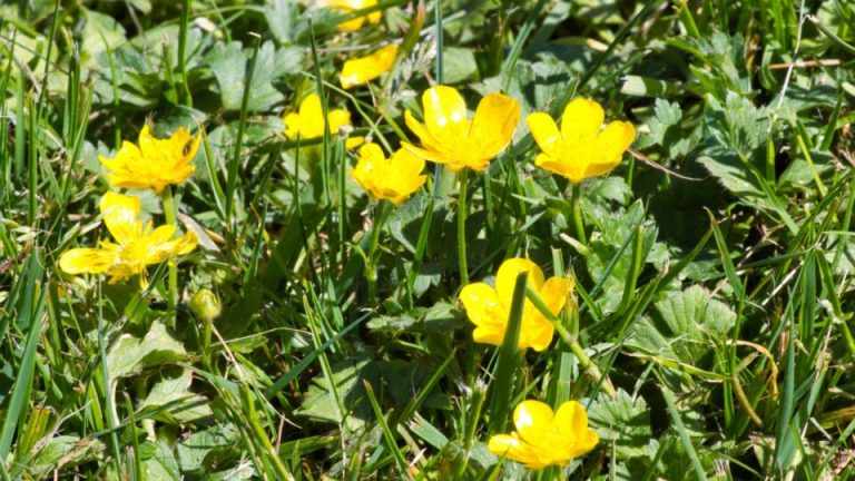 18 slimme manieren om boterbloemen voorgoed uit je gazon te verwijderen