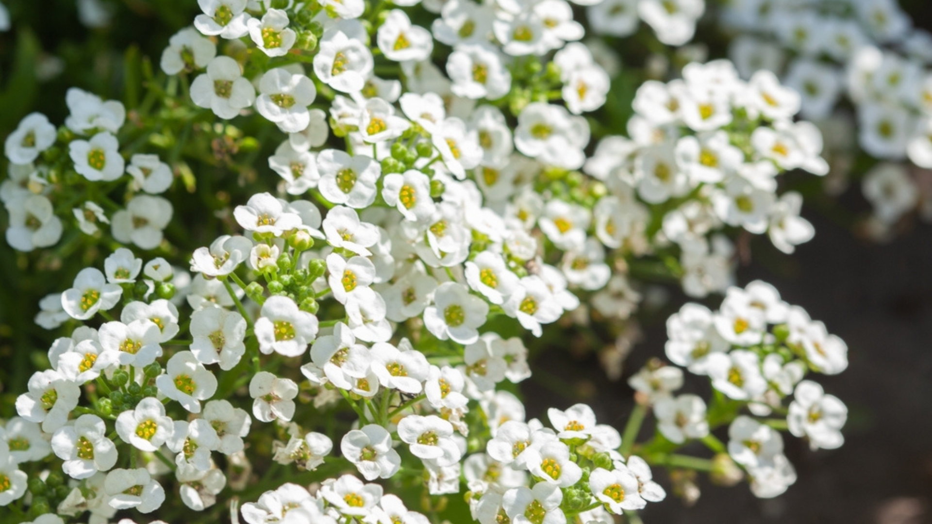 20 Goedkope Bloemen Die Van Je Tuin Een Showstopper Zullen Maken