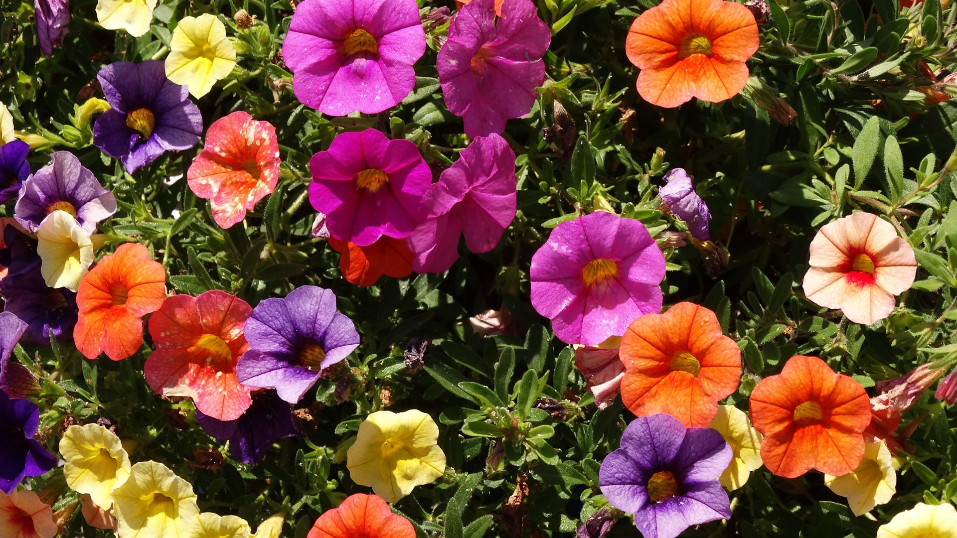20 Zonliefhebbende Eenjarige Planten Die De Hele Zomer Bloeien (en Hoe Ze Levendig Te Houden)