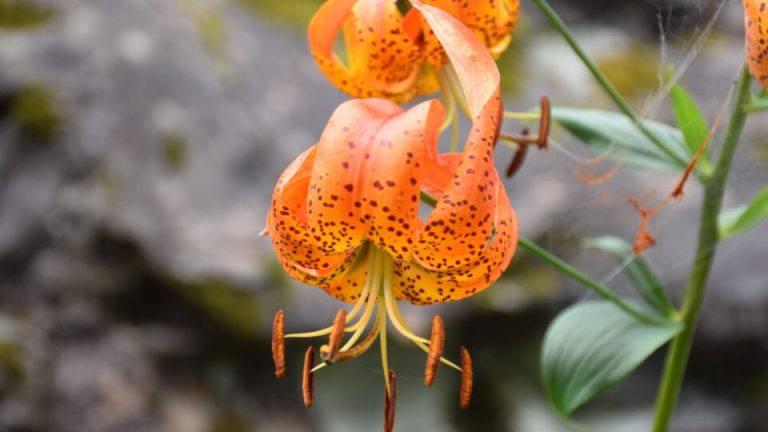 20 ongelooflijke zomerplanten waar je waarschijnlijk nog nooit van hebt gehoord (maar die je absoluut nodig hebt)
