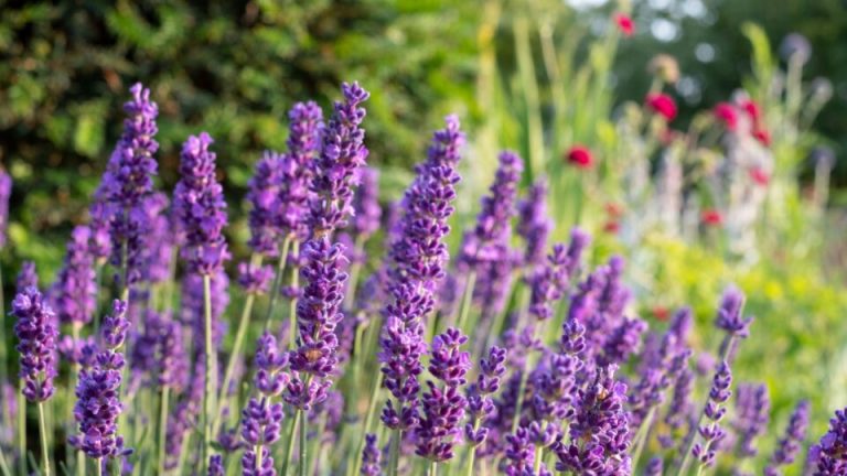 20 vaste planten die je zomertuin heerlijk laten ruiken