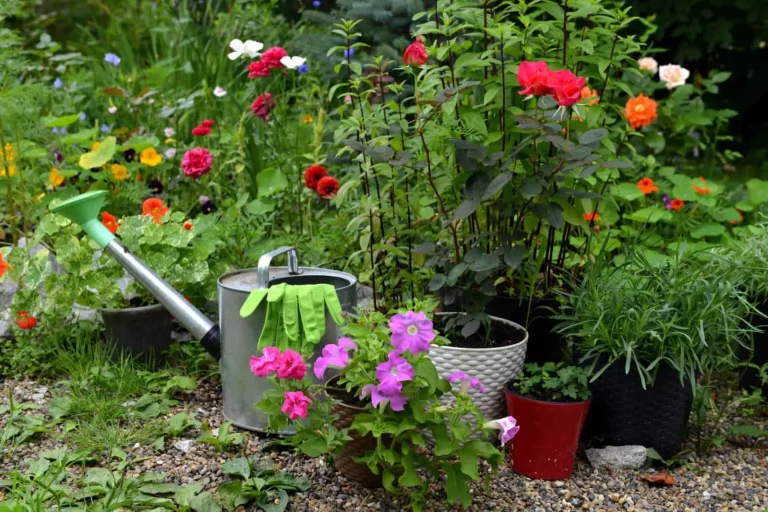 21 geweldige wilde bloemplanten om te groeien in je makkelijke onderhoudstuin