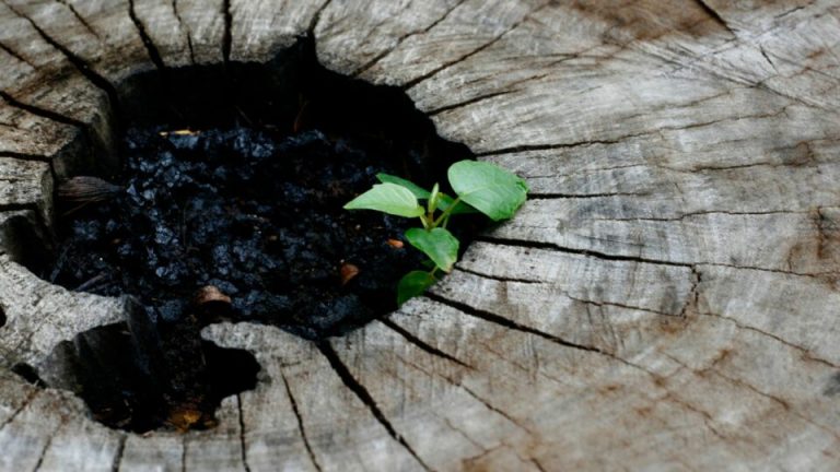 22 ongelooflijke planten die je gewoon over een boomstronk kunt laten groeien