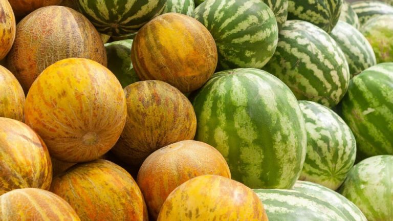 6 gewassen die je beter niet in juli plant (en 14 die juist gedijen in de hitte)