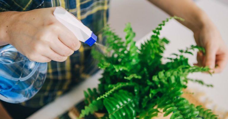 6+ tips die je moet kennen voor het verzorgen van varens