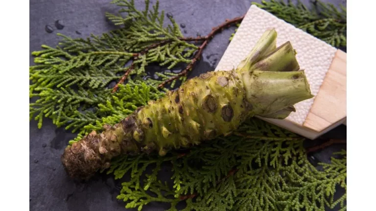 6 tips voor het succesvol kweken van wasabi