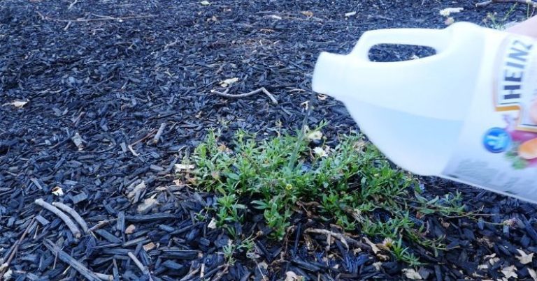 7 slimme redenen om azijn in je tuin te gebruiken