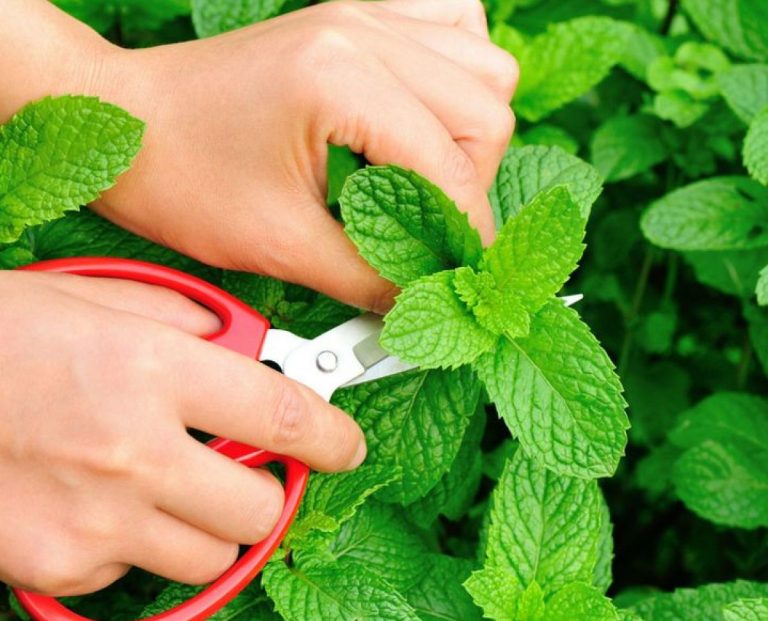 7+ tips om een volle tuin met munt te kweken