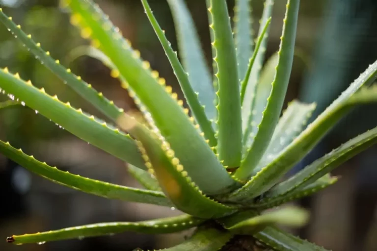 Alles wat je moet weten over de temperatuurtolerantie van aloë vera