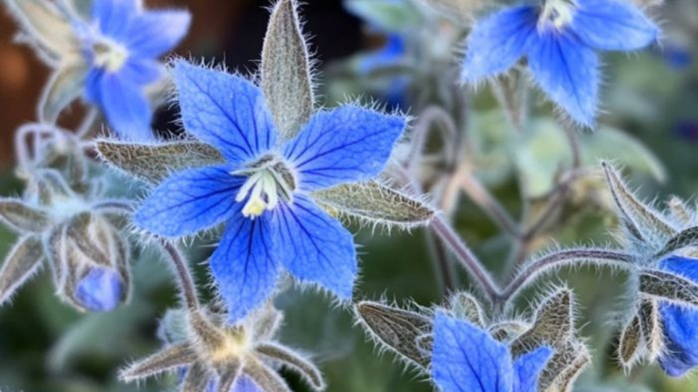 Daarom planten tuiniers overal dit ene kruid in hun tuin