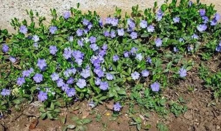 De meeste mensen hebben geen idee van de kracht van deze plant. Dit is meer dan zomaar een plant. Dit is waarom