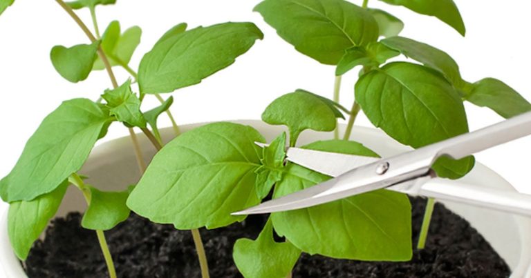 Dit moet je weten om verse basilicum te kweken — binnen of buiten