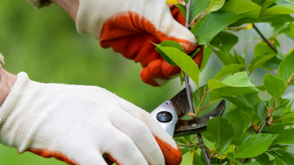 Dit zijn de 5 planten die je in juli absoluut moet snoeien om je tuin een stap voor te blijven