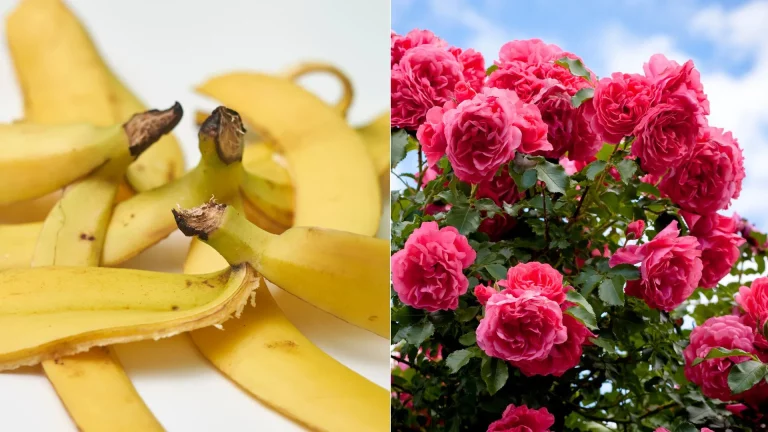 Veel rozenliefhebbers zullen het met me eens zijn: deze planten kunnen behoorlijk kieskeurig zijn als het gaat om hun groeicondities. Zelfs als je aan al hun eisen voldoet, kunnen de bloemen soms toch kleiner uitvallen dan je had gehoopt. Maar ik heb goed nieuws voor je: je kunt je rozenstruik enorme bloemen laten produceren met slechts één ingrediënt uit de keuken! Laten we eens kijken! Het magische ingrediënt Je zult waarschijnlijk verbaasd zijn als je het hoort: het magische ingrediënt is... een banaan! Of beter gezegd: de bananenschil. Bananenschillen worden al jarenlang gebruikt als meststof, en ze kunnen je rozenstruik helpen om volop in bloei te komen. Deze vrucht zit namelijk boordevol kalium – een voedingsstof die rozen gezond houdt en beter bestand maakt tegen ziektes. Maar dat is niet het enige voordeel van bananen. Ze bevatten ook magnesium, calcium, zwavel en fosfaten – allemaal belangrijke stoffen voor sterke en weelderige bloei. Hoe gebruik je bananenschillen voor rozen? Er zijn meerdere manieren om bananenschillen te gebruiken voor bloeiende planten zoals rozen. De eerste methode is simpel: begraaf een hele bananenschil aan de voet van je rozenstruik. Tuiniers zweren bij deze methode – zelfs bij jonge planten zou het al goed werken. Een andere manier is om de schillen in stukjes te snijden en rondom de basis van de plant te verspreiden. Tot slot kun je ook vloeibare mest maken van bananenschillen. Zelf maak ik “bananenthee” door de schillen in een pot te doen, er water bij te gieten en het deksel erop te doen. Na zo’n tien dagen is de thee klaar voor gebruik. Let op: ik gebruik de bananenthee nooit puur, maar verdun het altijd met water voordat ik het aan mijn planten geef. En dat is alles! Als je al rozen in je tuin hebt of van plan bent om er binnenkort een paar te planten, helpen bananenschillen je om de grootste bloemen ooit te kweken!