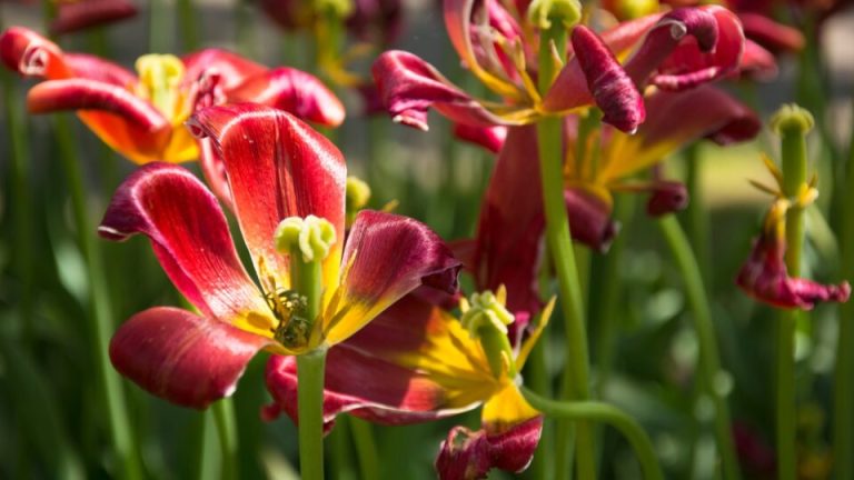 Het is juli: dit zijn de 15 dingen die je daglelies nu nodig hebben