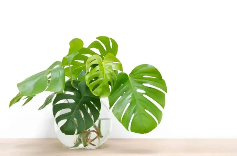 Hoe en wanneer je een monstera in water kunt stekken: pro tips