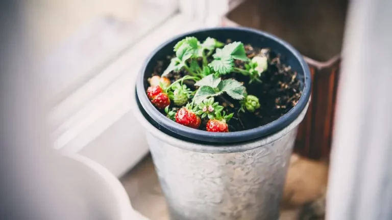 Hoe je aardbeien binnen kweekt voor heerlijke vruchten het hele jaar door