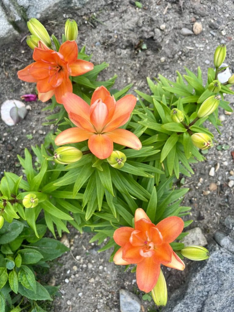 Hoe moedig je herhaalde bloei aan bij daglelies – zelfs in de late zomer