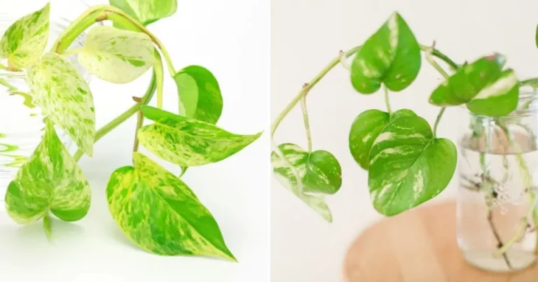 Hoeveel en hoe vaak je een pothos gekweekt binnen moet water geven