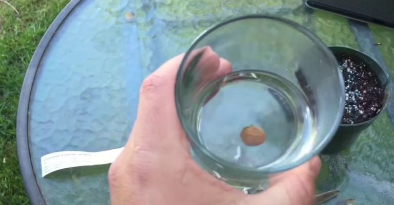 Kweek schitterende blauweregen met deze 10+ tips