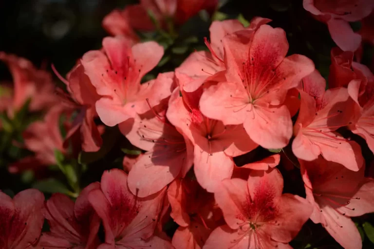 Liefde sturen of doodsbedreigingen? De echte betekenis van de azalea bloem!