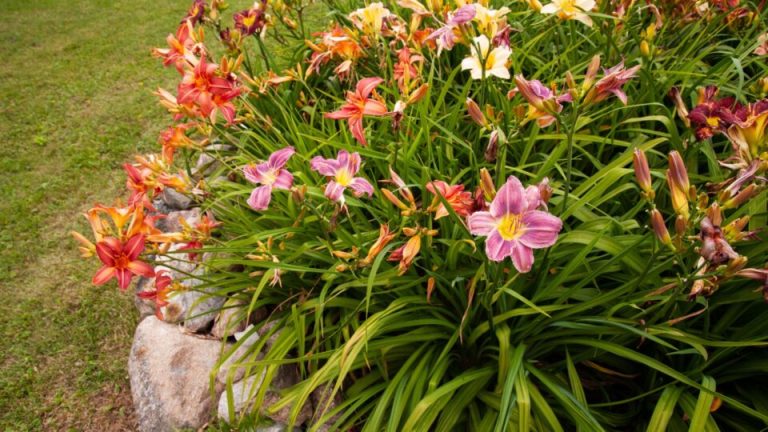 Met Deze 22 Vaste Bloeiende Planten Die Onkruid Kunnen Overtreffen, Hoef Je Geen Onkruid Meer Te Wieden