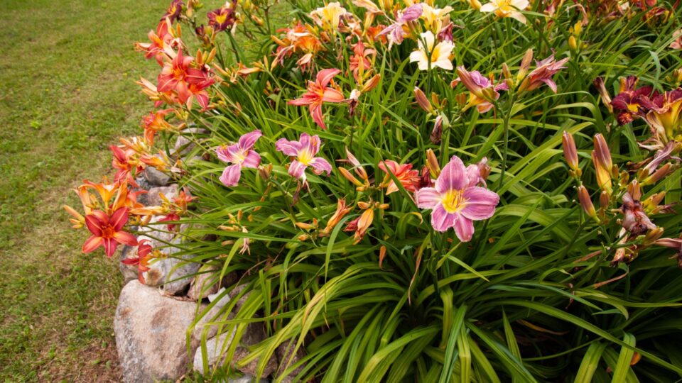 Met Deze 22 Vaste Bloeiende Planten Die Onkruid Kunnen Overtreffen, Hoef Je Geen Onkruid Meer Te Wieden
