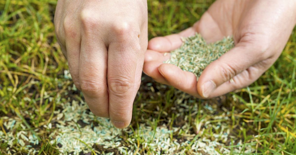Onthoud deze 6 handige tips voor de volgende keer dat je graszaad zaait